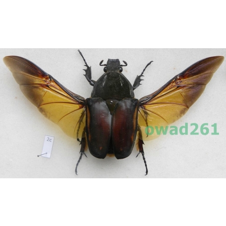 Mecynorhina ugandensis (Moser, 1907) female ex. ovo Cameroon2c